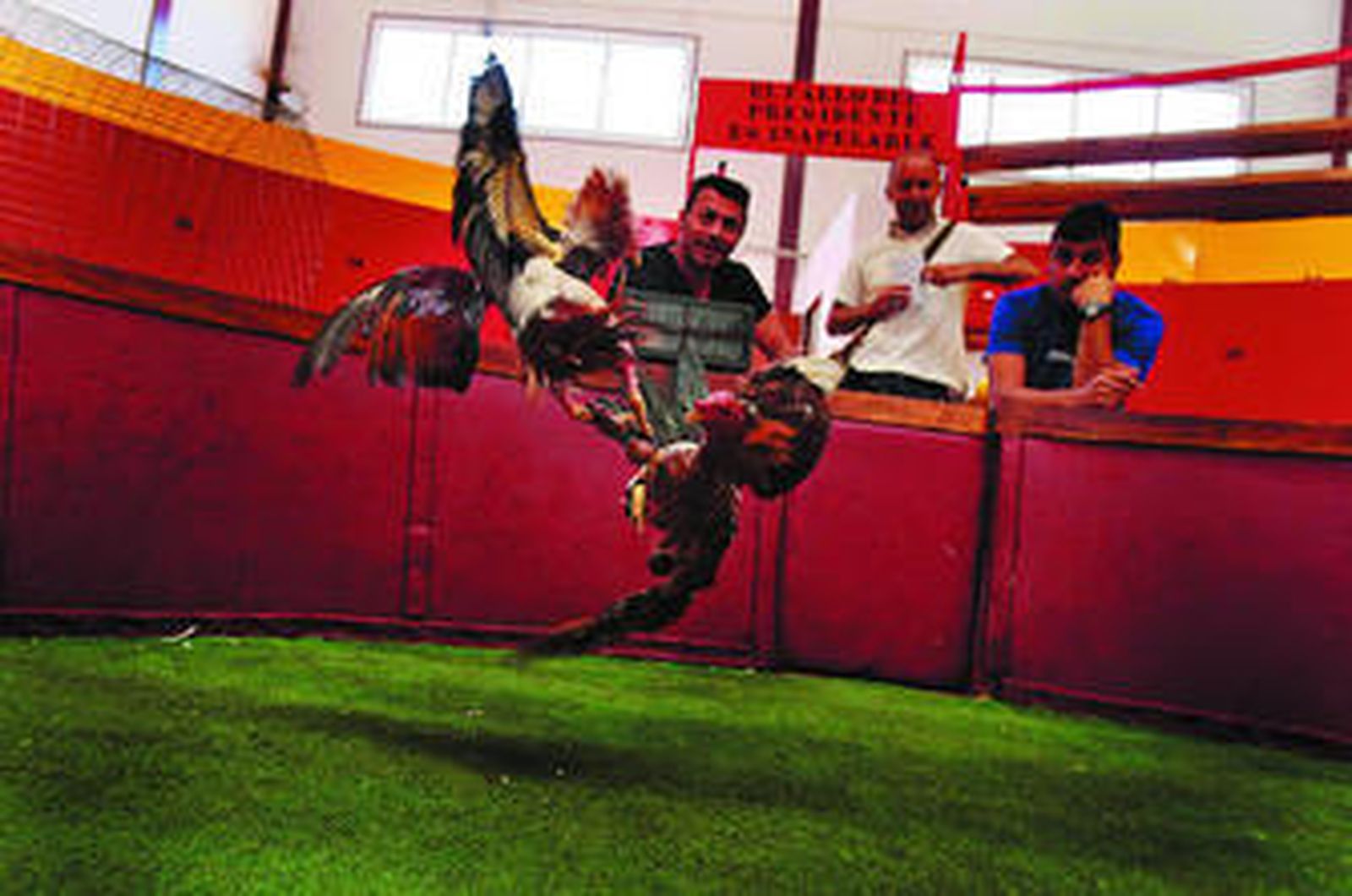 Gladiadores con alas