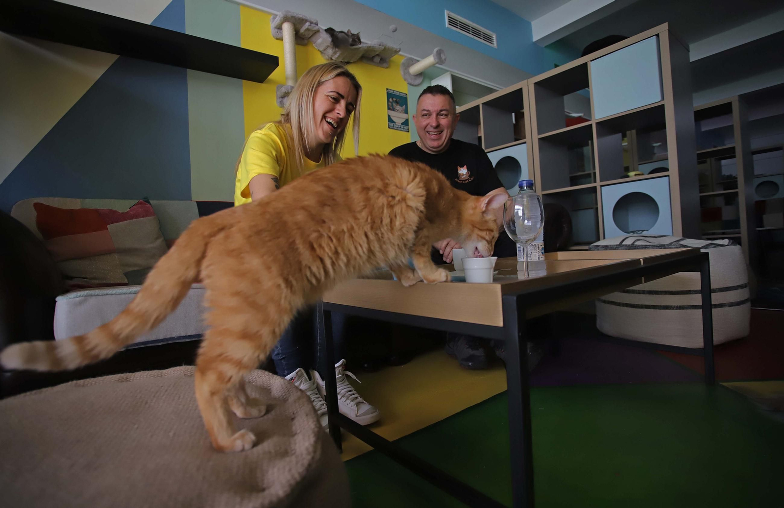 Fotos de Kitty Cat, la cafetería - refugio de gatos en La Línea