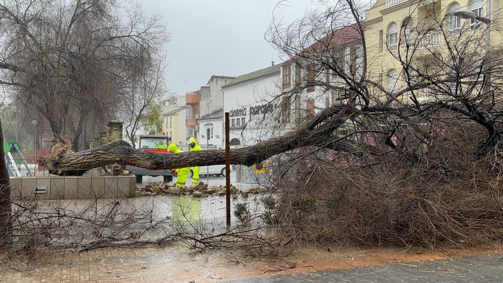 Árbol caído por el temporal en el parque Ramón Santaella de Baena.