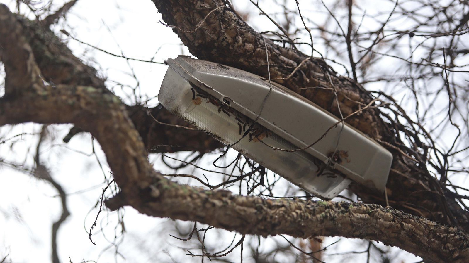 Una trampa de feromonas.