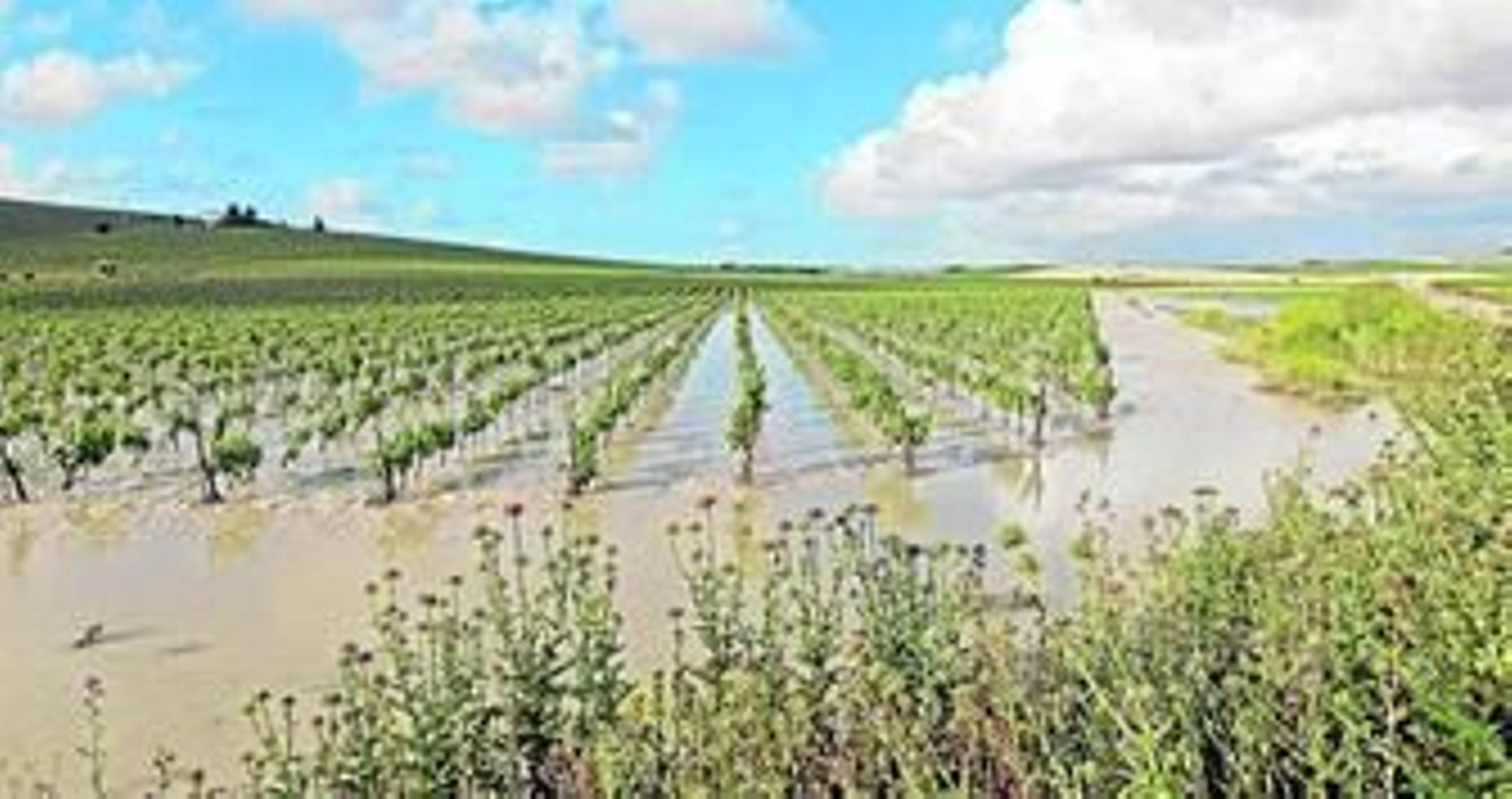 Imagen de una viña de la carretera del Calvario inundada.