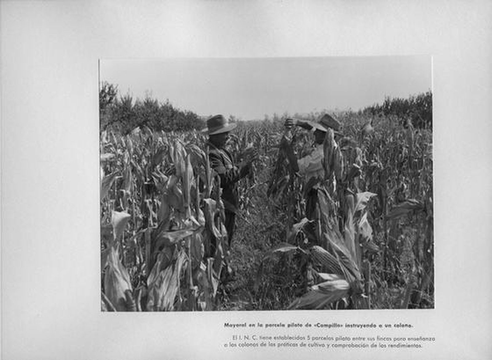 Imagen en la que un mayoral instruye a un colono sobre las particularidades del cultivo del maíz.