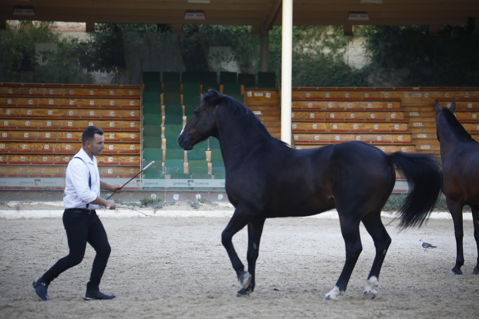 El arranque del XXVII Concurso Morfológico de La Feria del Caballo de Córdoba, en imágenes