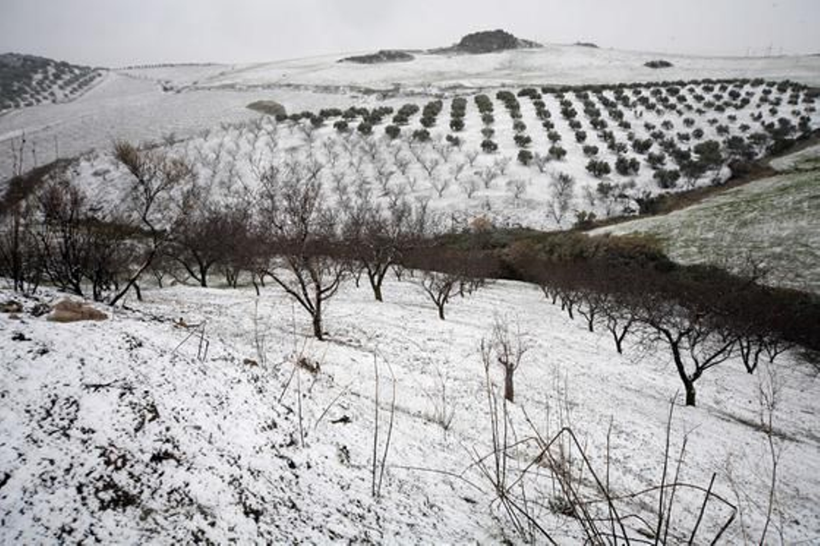 El campo malagueño cubierto de nieve.

Foto: Joly Digital