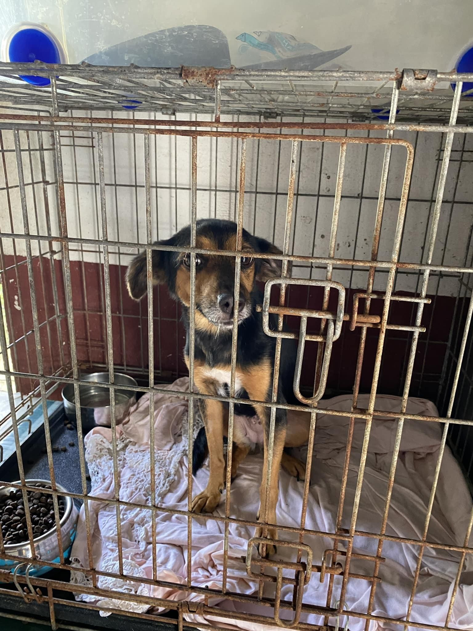 Perro acogido en SOS Los Barrios.