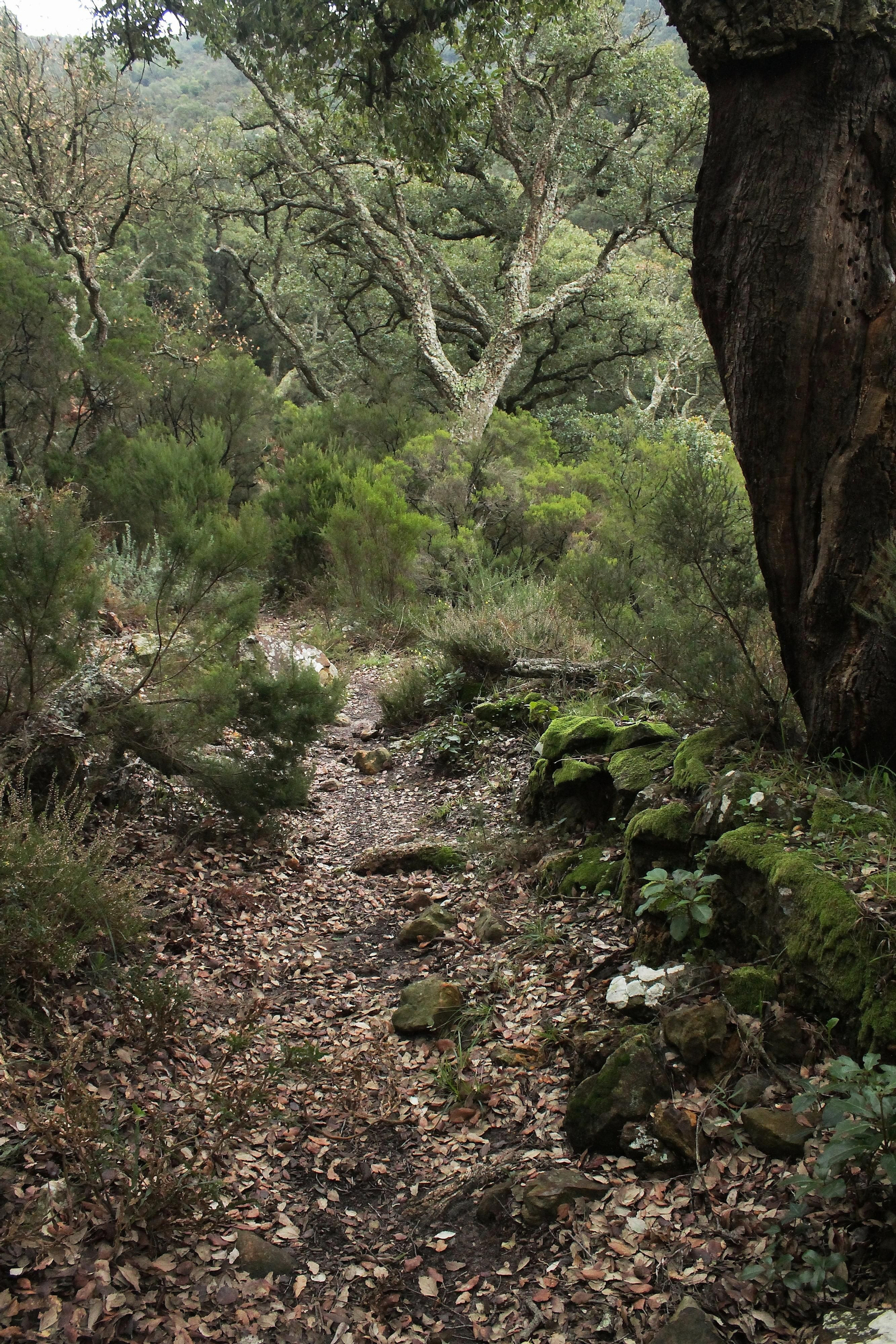 La Trocha por el cobujón de Las Corzas