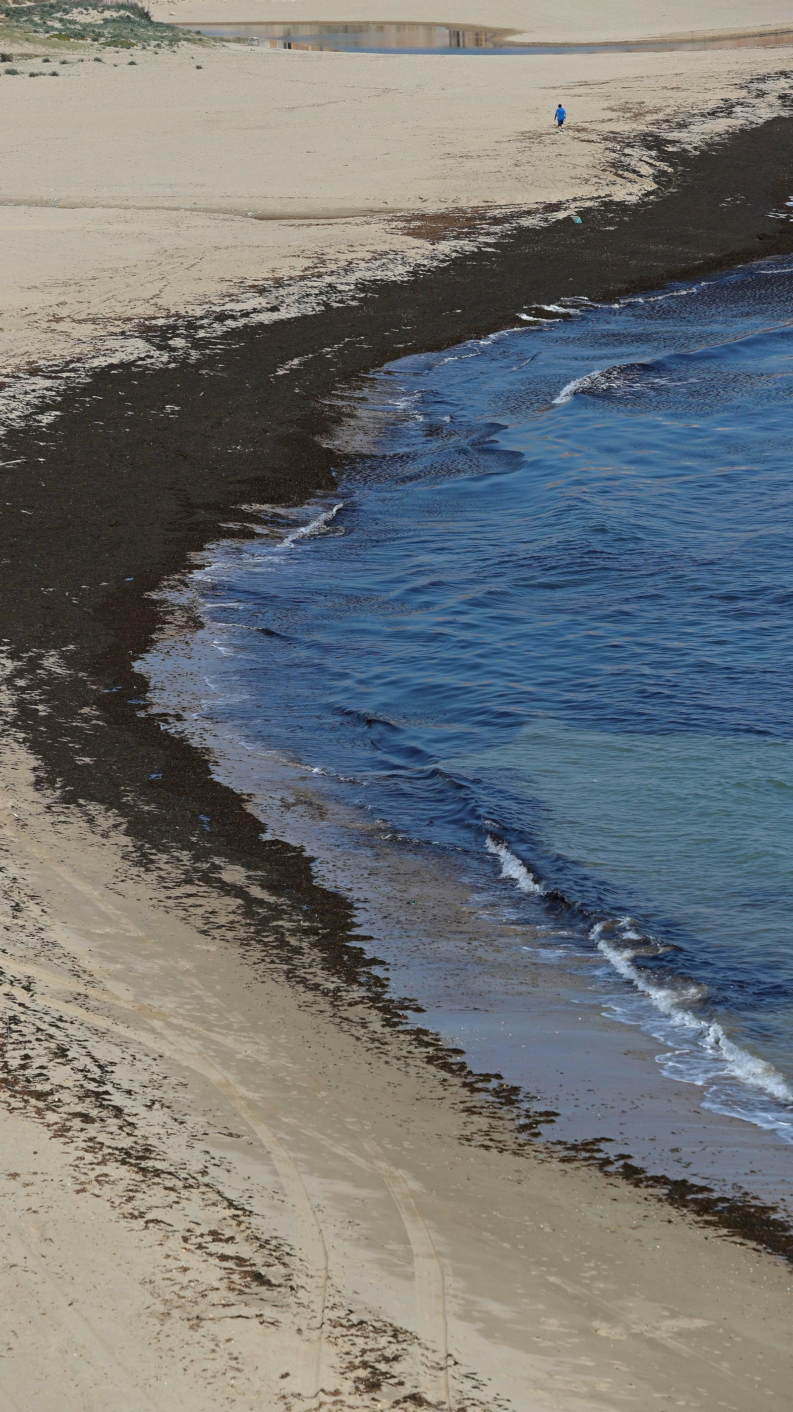 El alga invasora cubre la orilla de playa Getares