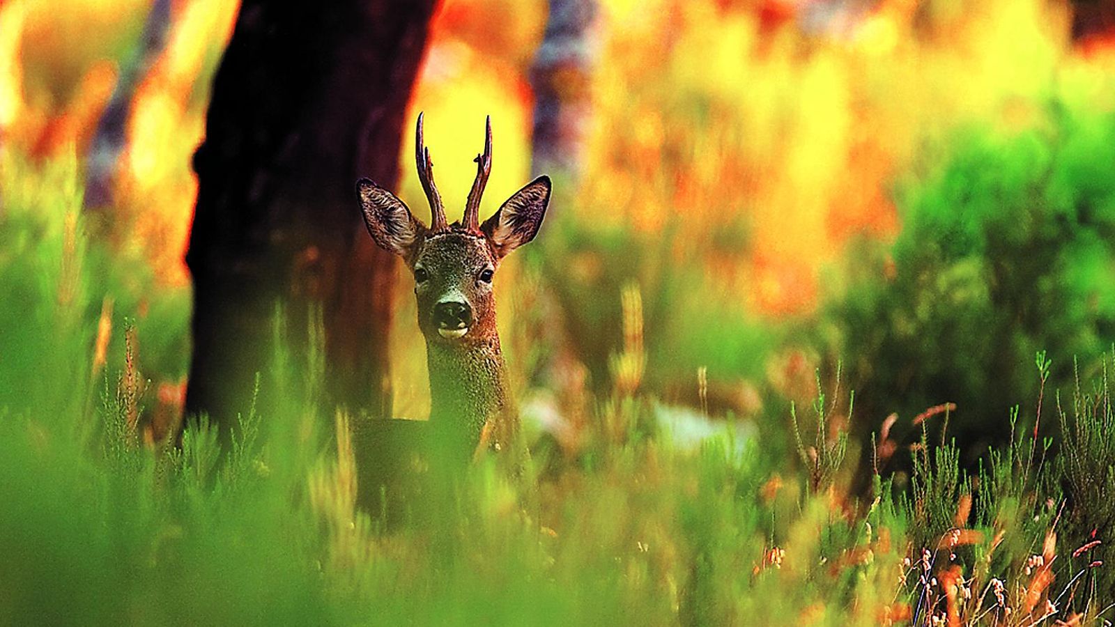 Un corzo en el Parque Natural de Los Alcornocales.