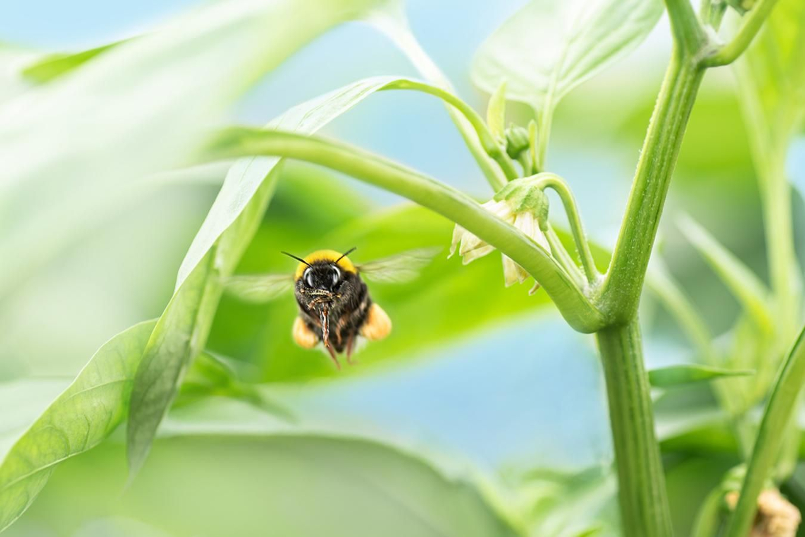 Agrobío vuela a la vanguardia del control biológico.