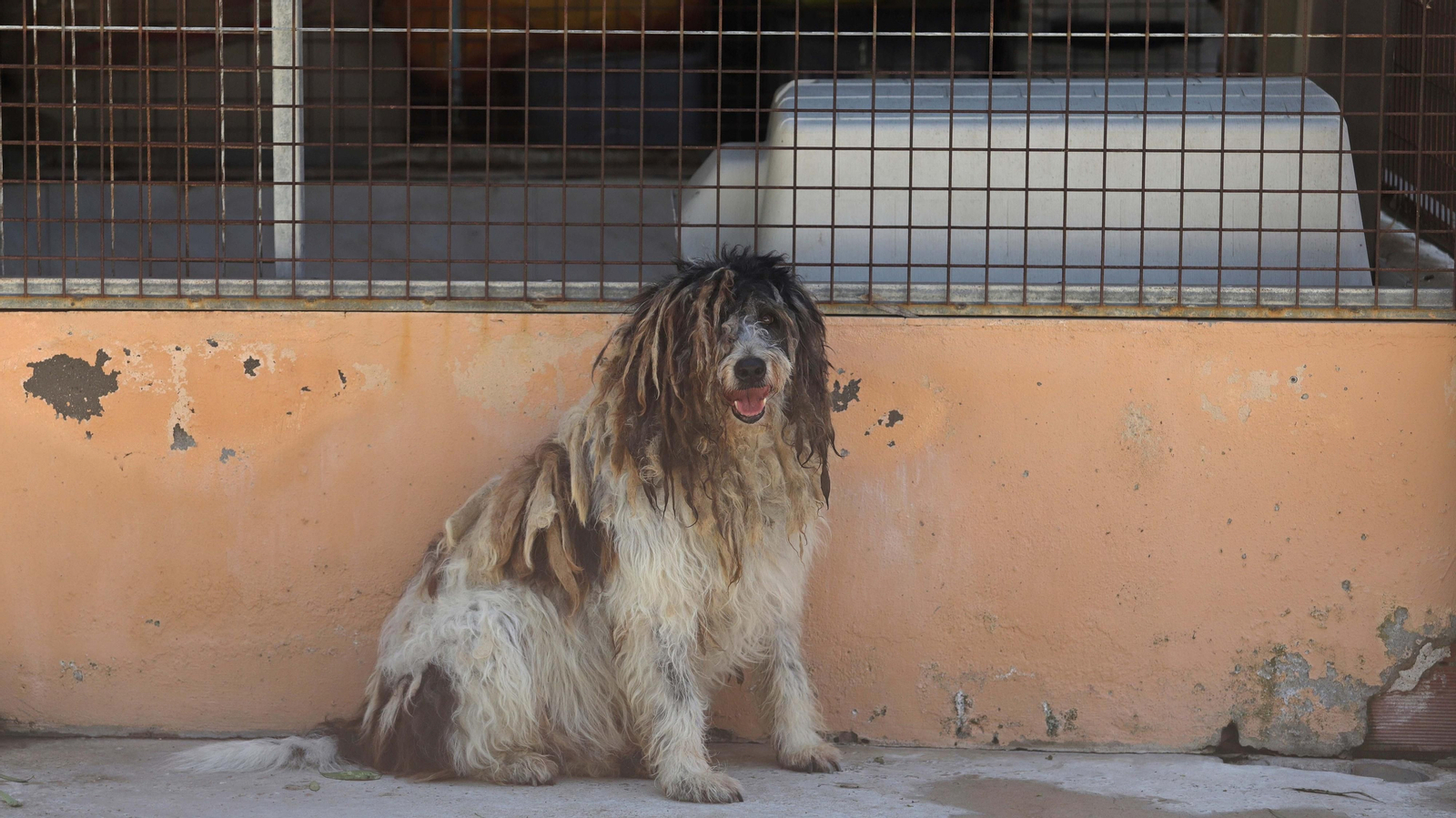 Fotos de la Protectora de Animales y Plantas de Algeciras