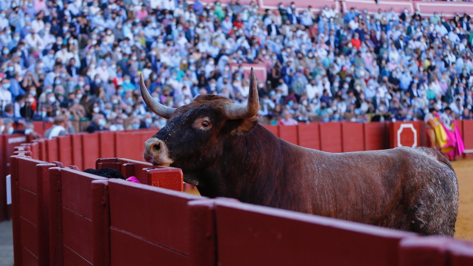 Un toro de Miura asomado al callejón de la plaza de la Maestranza.