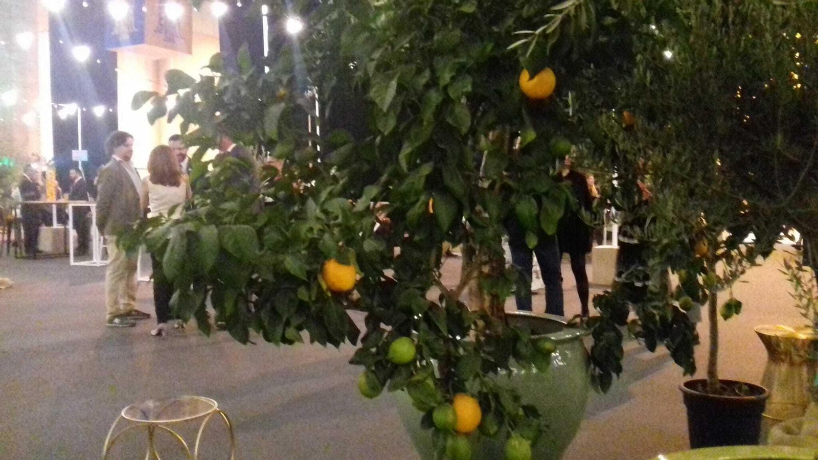 Naranjos situados estratégicamente en Fibes en la gala de la MTV.