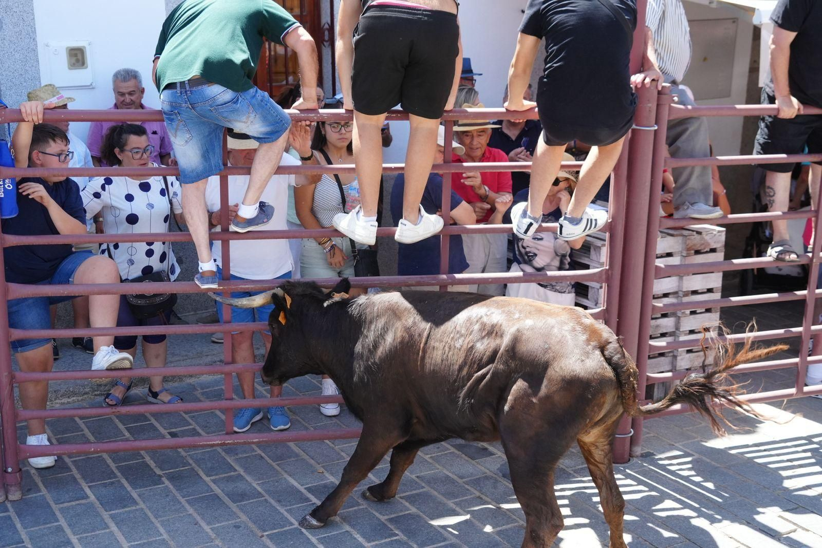 Las mejores imágenes de la suelta de vaquillas en la Feria de Alcaracejos