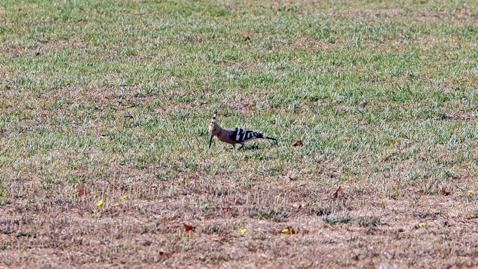 Este es el estado en que se encuentra la Pradera de Chapín en Jerez