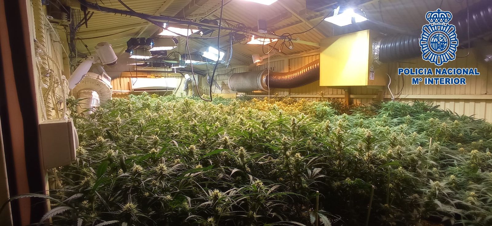 Interior de la plantación desmantelada en Sanlúcar.