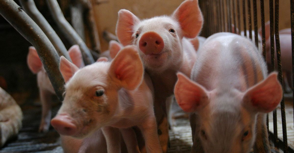 Tres detenidos por el robo en granjas de Málaga: les intervienen casi 300 cerdos, máquinas agrícolas y droga