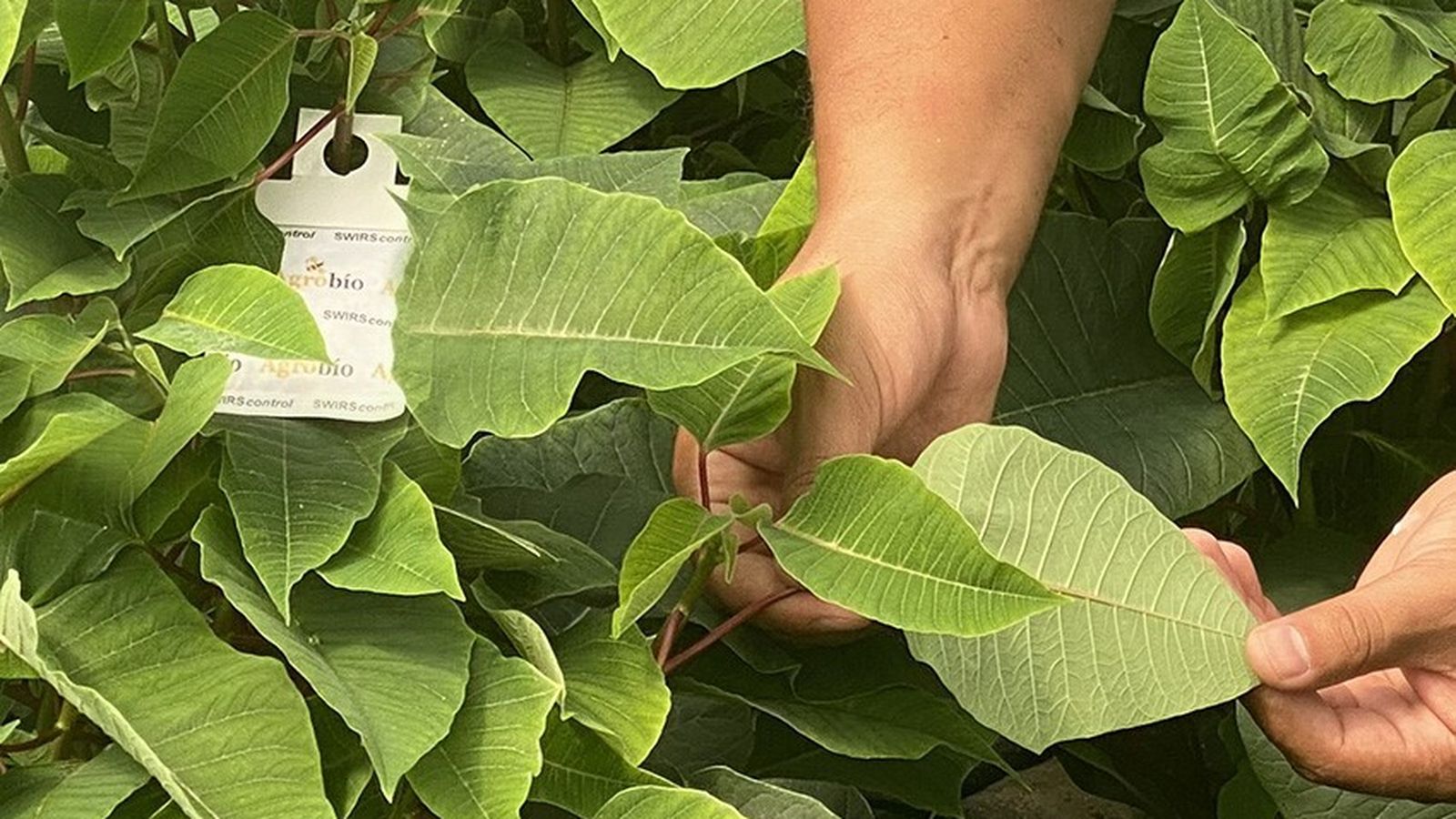 Técnico de Agrobío realizando seguimiento en producción de Poinsettia.