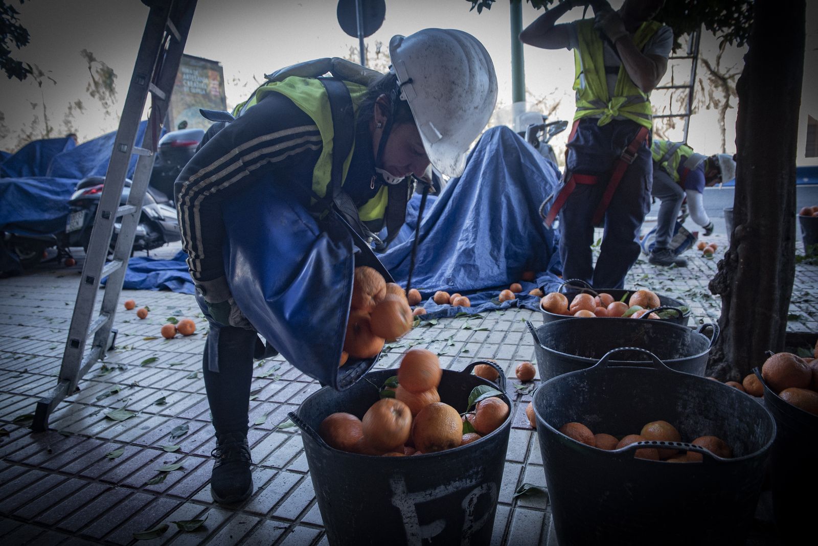La recogida de naranja amarga en Sevilla