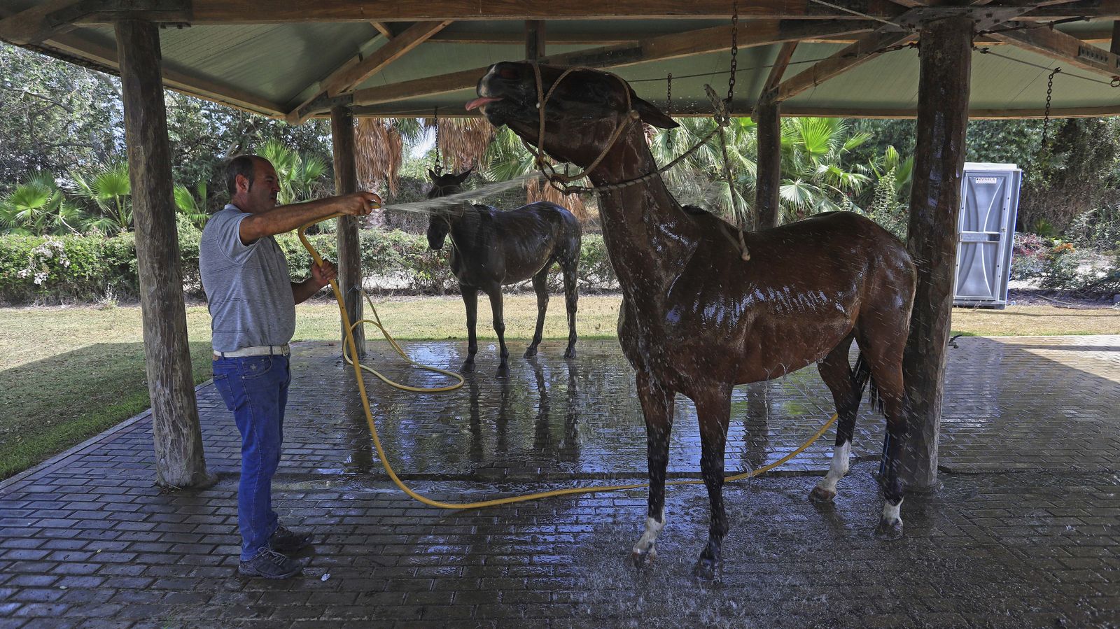 El polo desde dentro