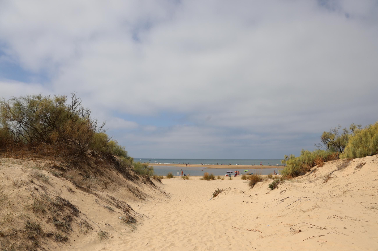 Imágenes de la diversa vegetación de las Dunas del Portil