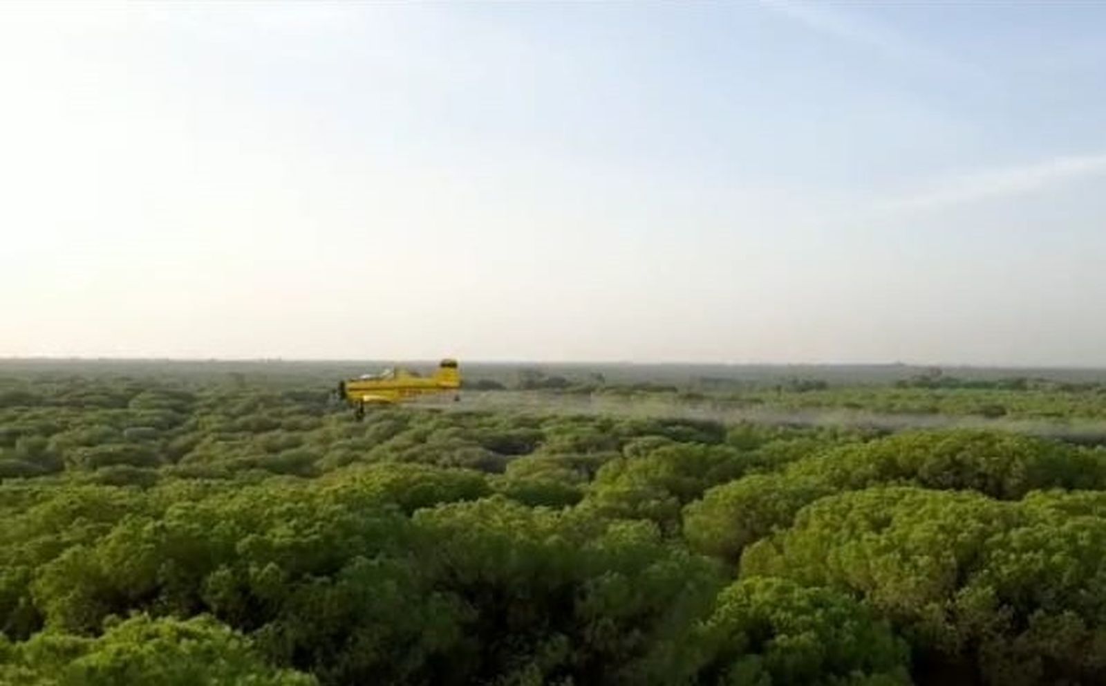 Fumigación contra la procesionaria del pino.