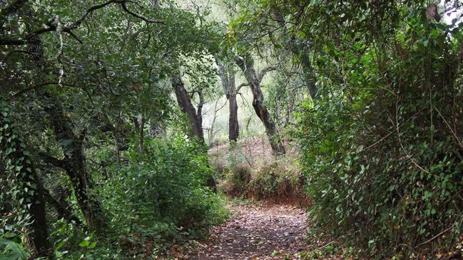 Jabugo - Castaño del Robledo (Jabugo)