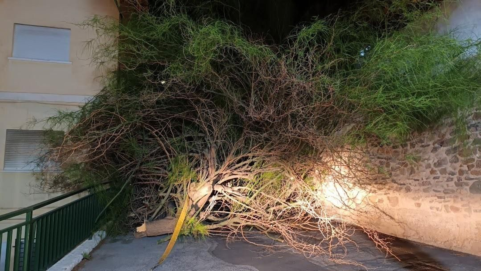 El árbol caído obstaculizando la vía.