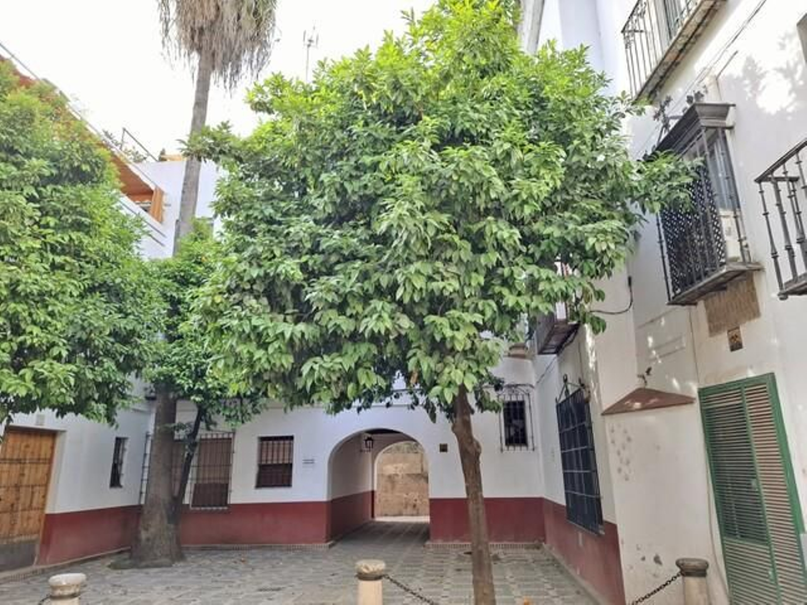 La Susona y los árboles amantes