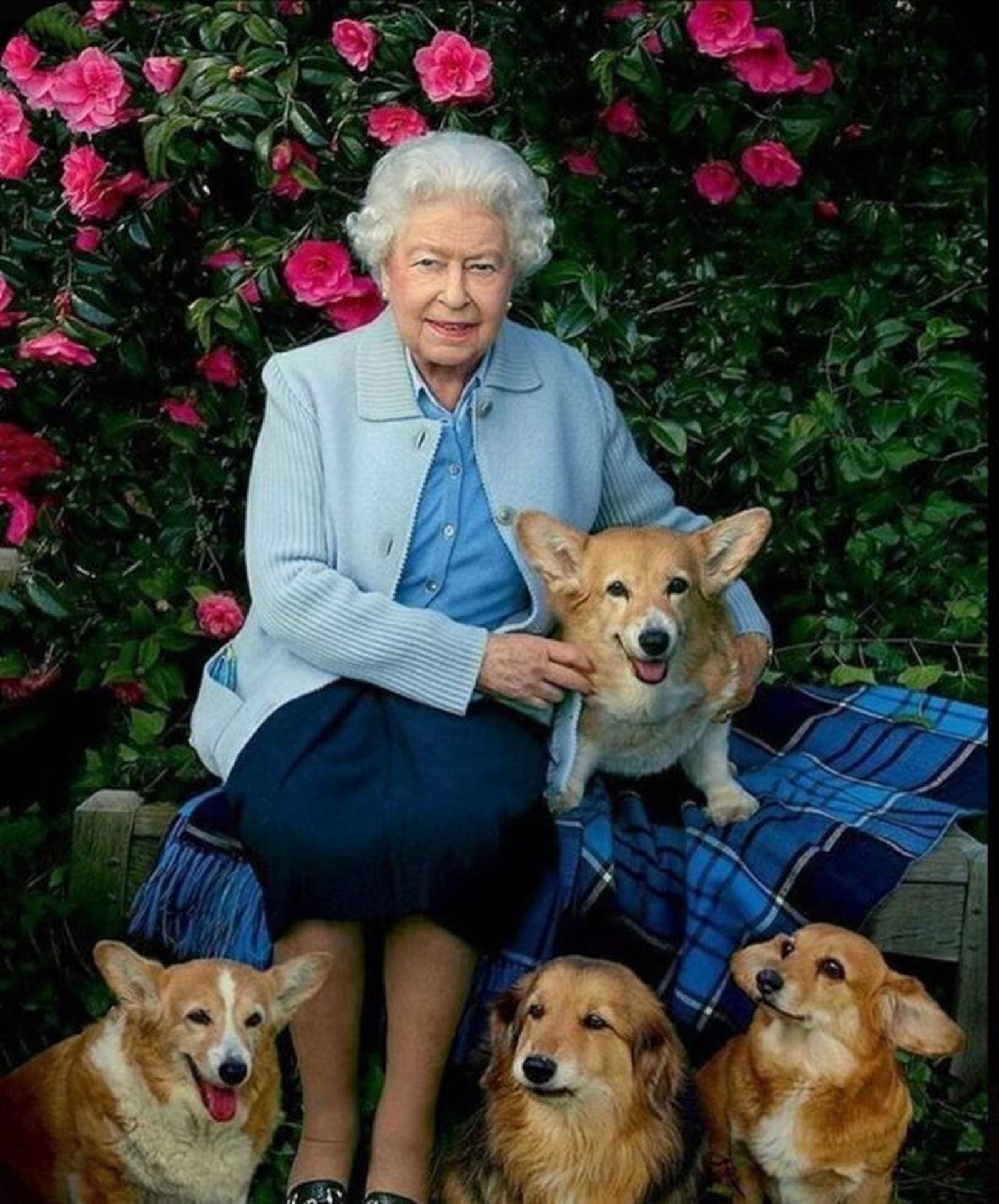 Isabel II con sus perros, a los que aprecia mucho.