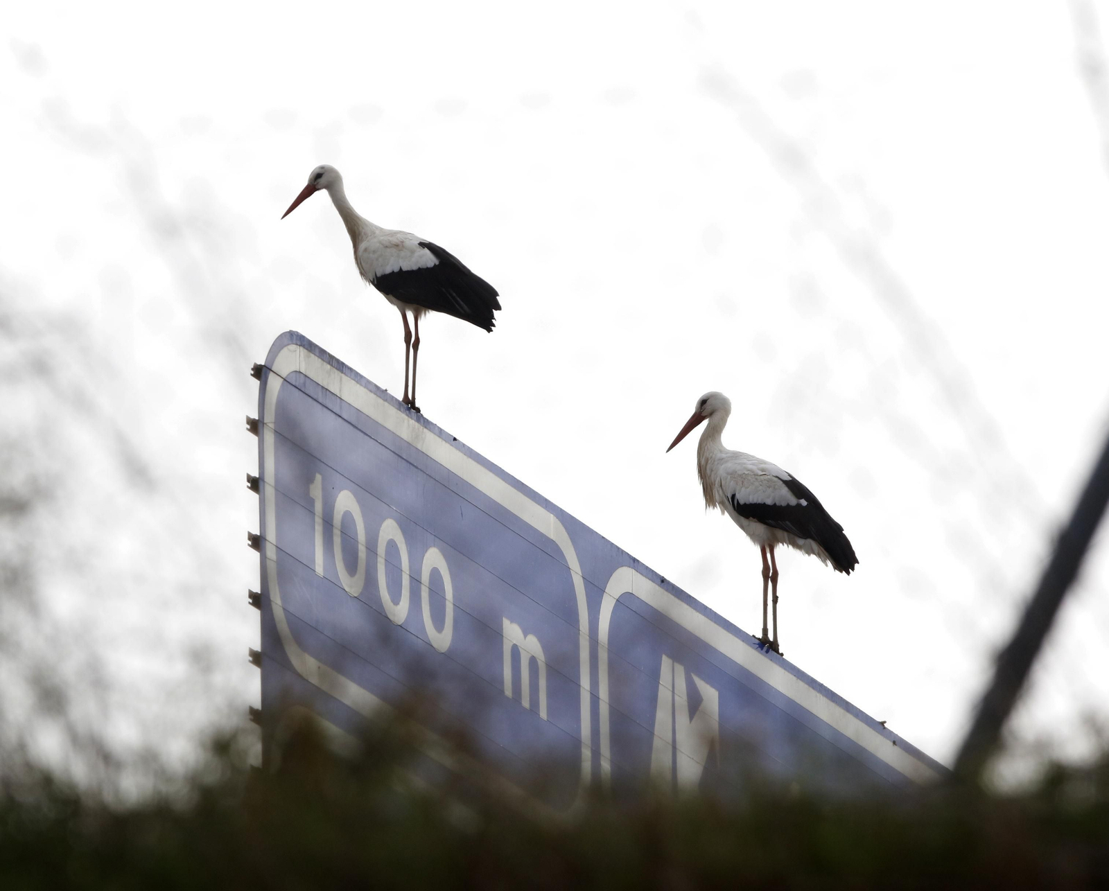 Córdoba, hogar de las cigüeñas también en invierno