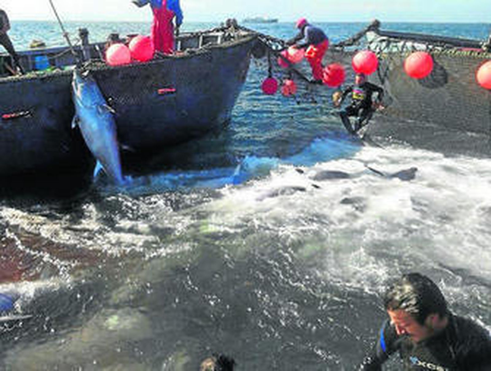 Una imagen de la primera levantá de la almadraba de Tarifa.