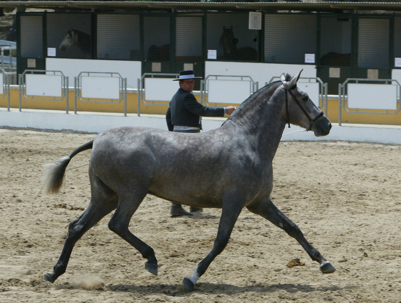 Un instante de lXV Concurso Morfofuncional de Caballos de Pura Raza Española, celebrado en la Escuela Hípica Municipal de Rota en 2009.