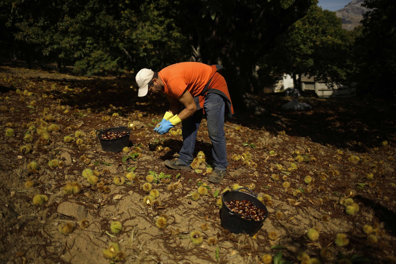 Miembro de una cuadrilla trabajando en una zona repleta de erizos.