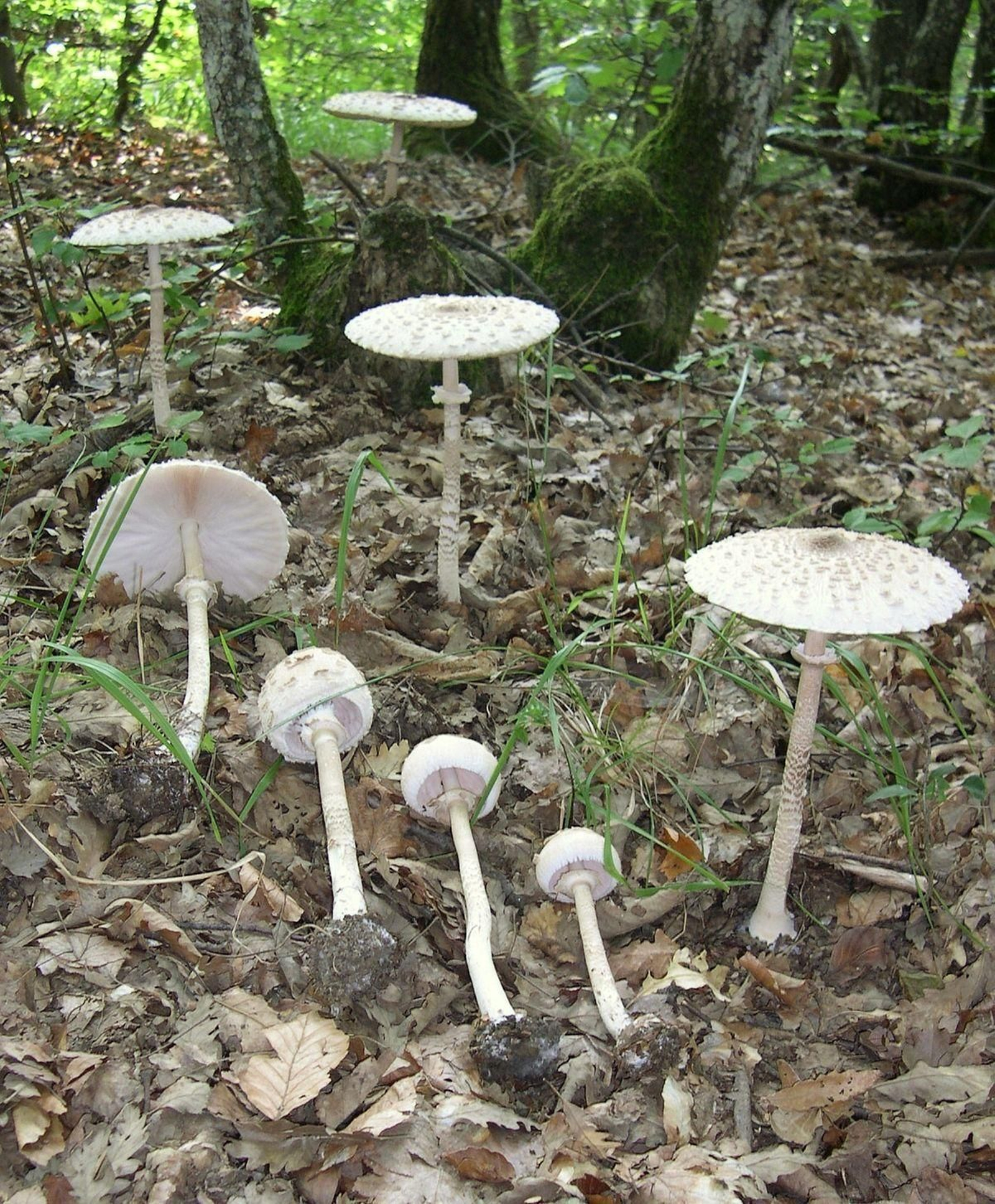 Gallipierno (macrolepiota procera) Los 12 tipos de setas comestibles que crecen en Huelva