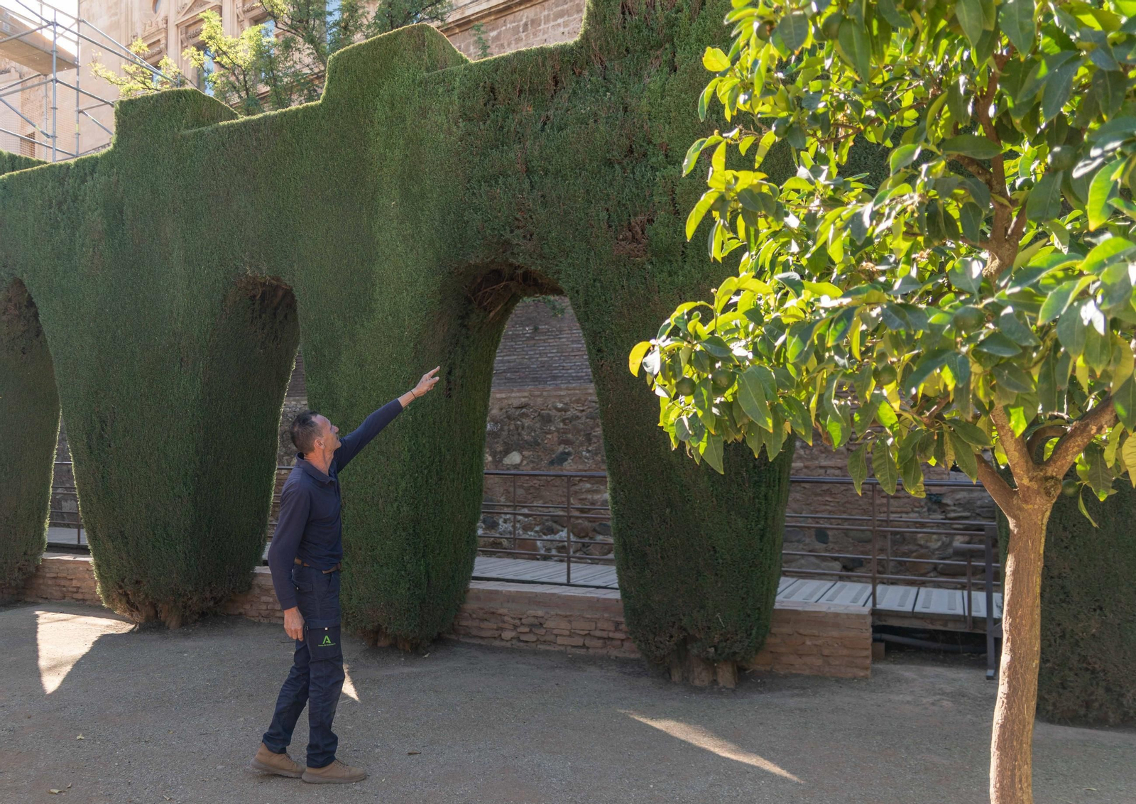 El trabajo de poda en la Alhambra, en imágenes