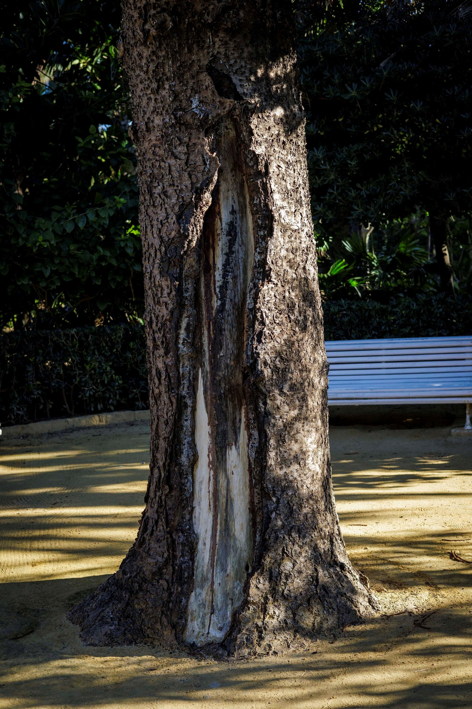 Imágenes del mal estado del Parque Genovés de Cádiz