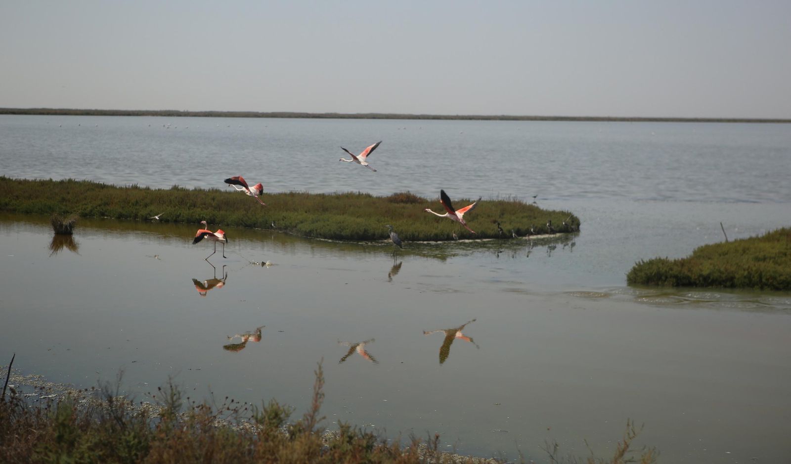 Marismas en Isla Mayor.