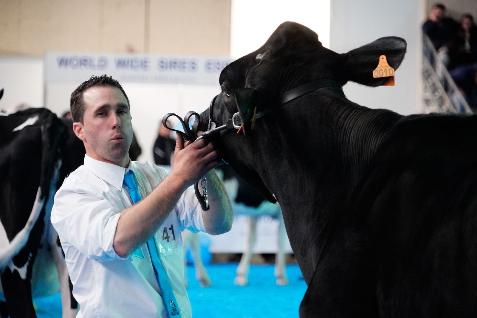 La Feria de Ganado Frisón Usías Holsteins de Dos Torres, en fotografías
