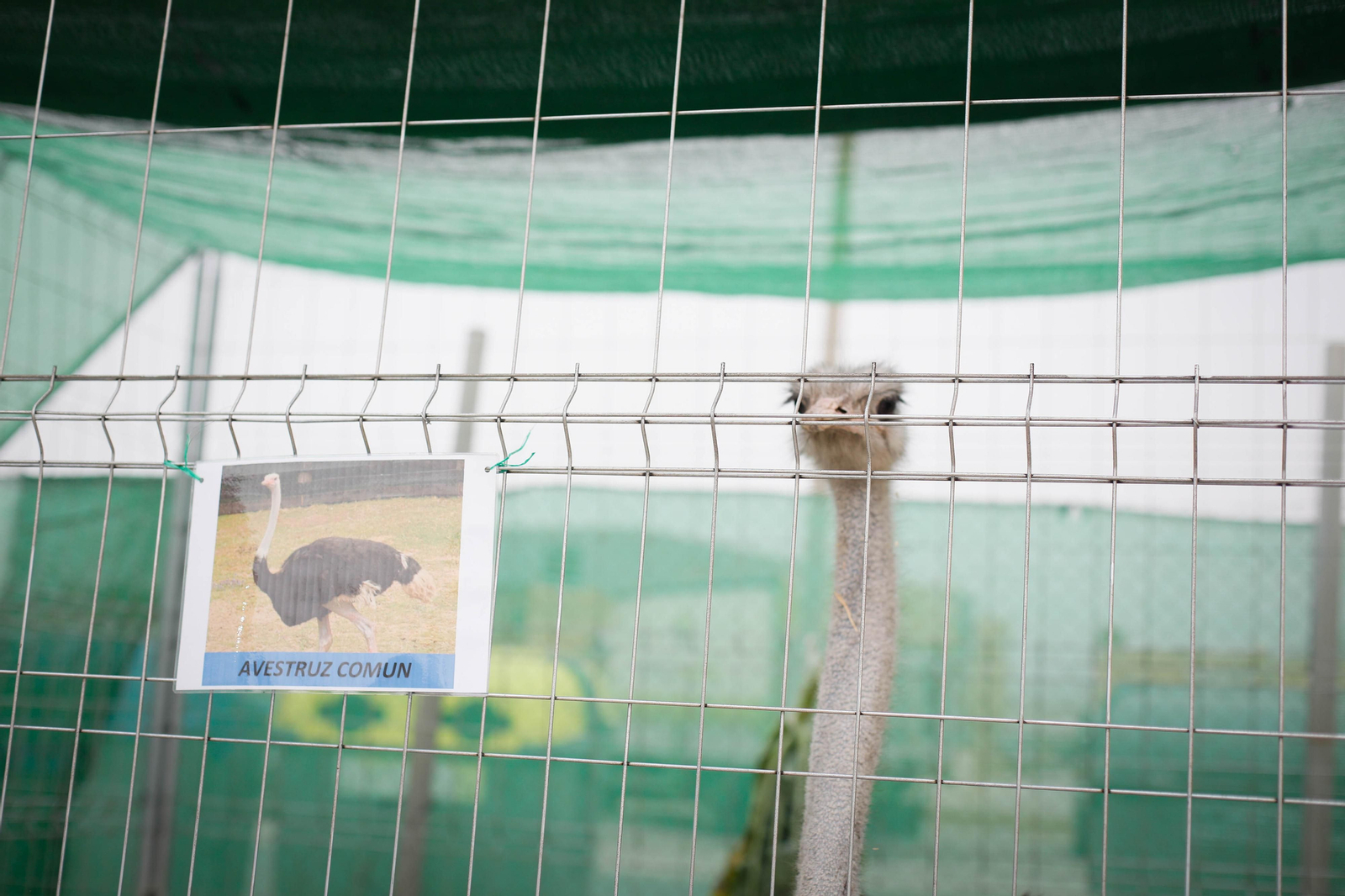 Galería de la Feria  de ganado en Tarambana