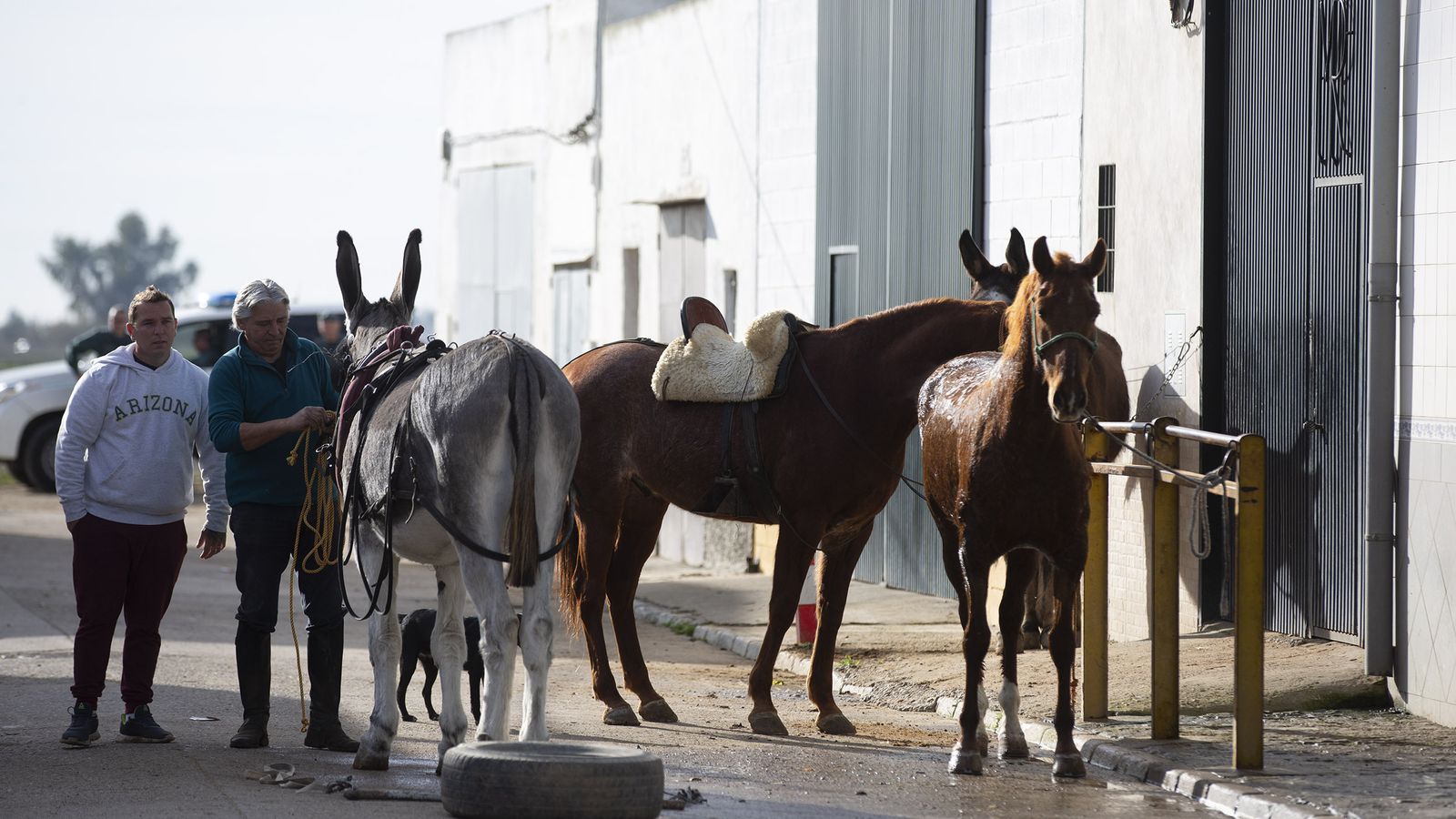 Animales en la calle principal del polígono de Isla Mayor.