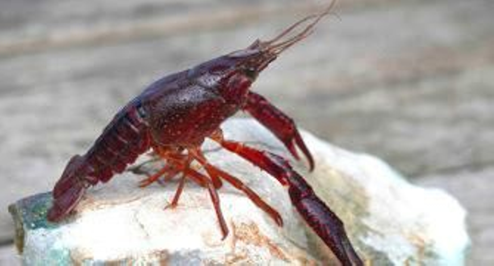 Los regantes dicen que prohibir la pesca del cangrejo rojo provocará pérdidas de 9 millones de euros al año