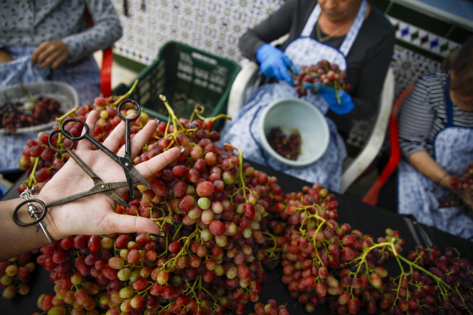 La tradicional faena de la uva de Canjayar, en imágenes