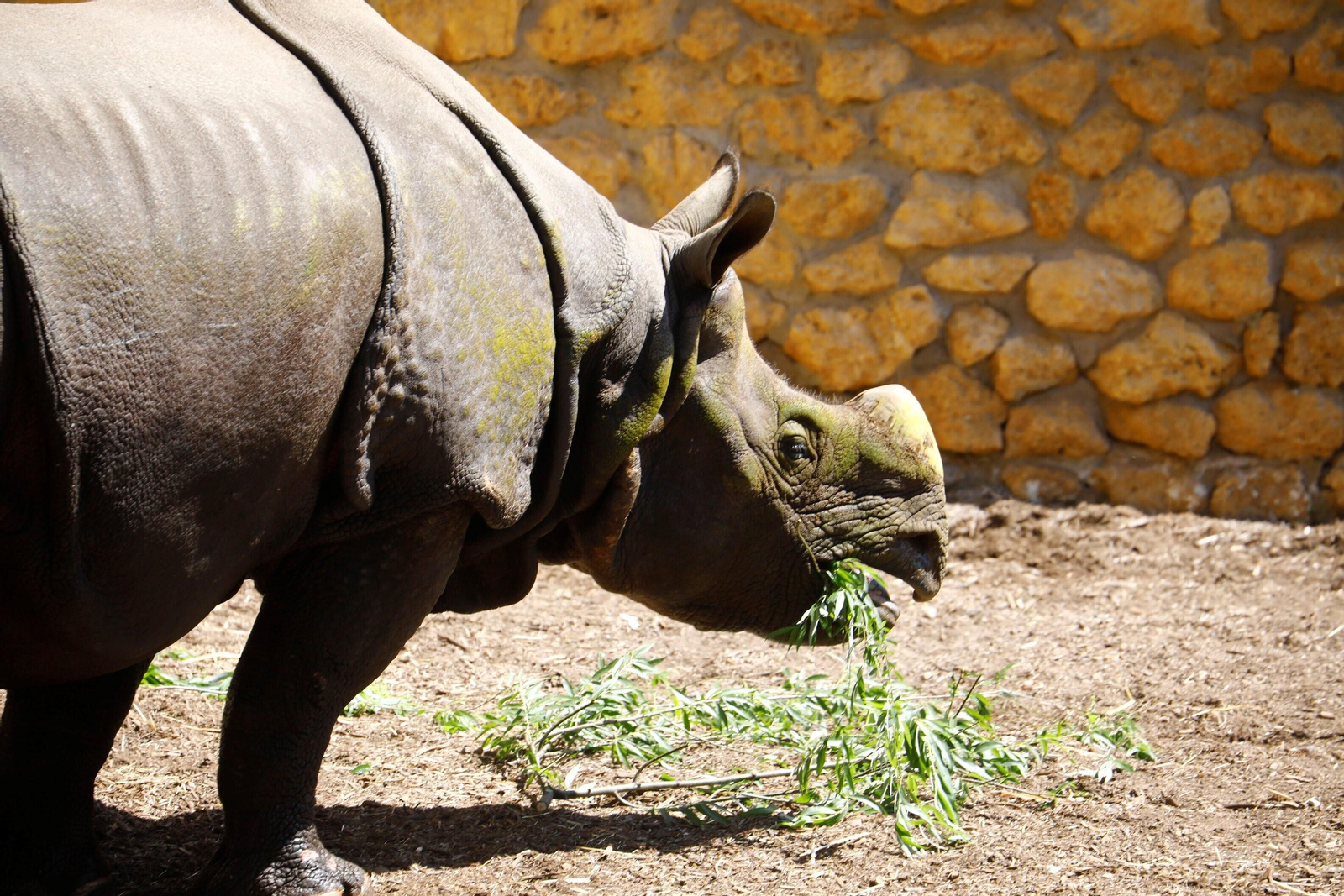 Así es Manas, el rinoceronte indio del Zoo de Córdoba