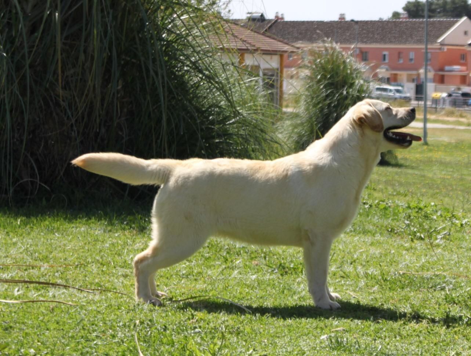 Juan Carlos Pineda en un concurso con uno de los perros robados.