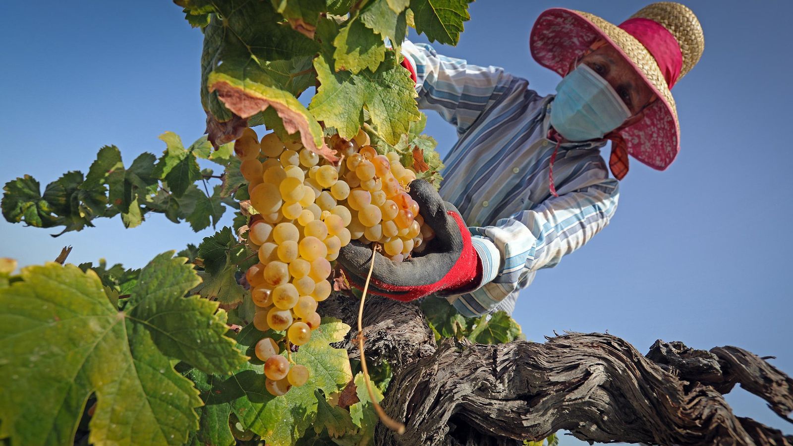 Mercedes, vendimiadora en la Viña Santa Lucía de Barbadillo, se protege del Covid con la mascarilla y del sol con un gorro.