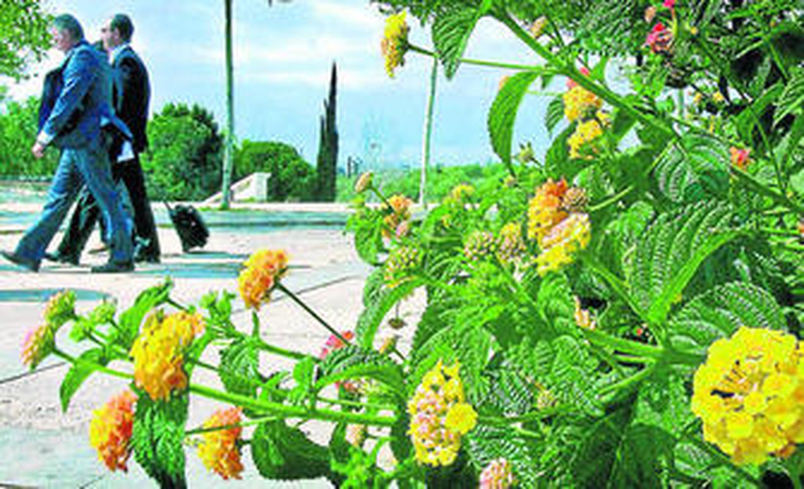 La concentración de polen superará los 5.100 granos por metro cúbico este año.