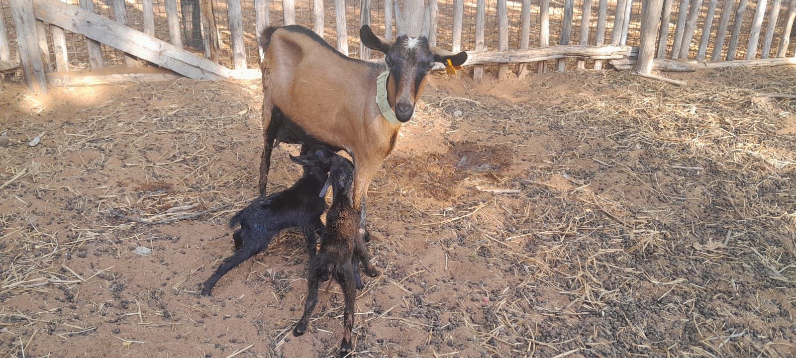 Primeros cabritos del proyecto Ronono Osy