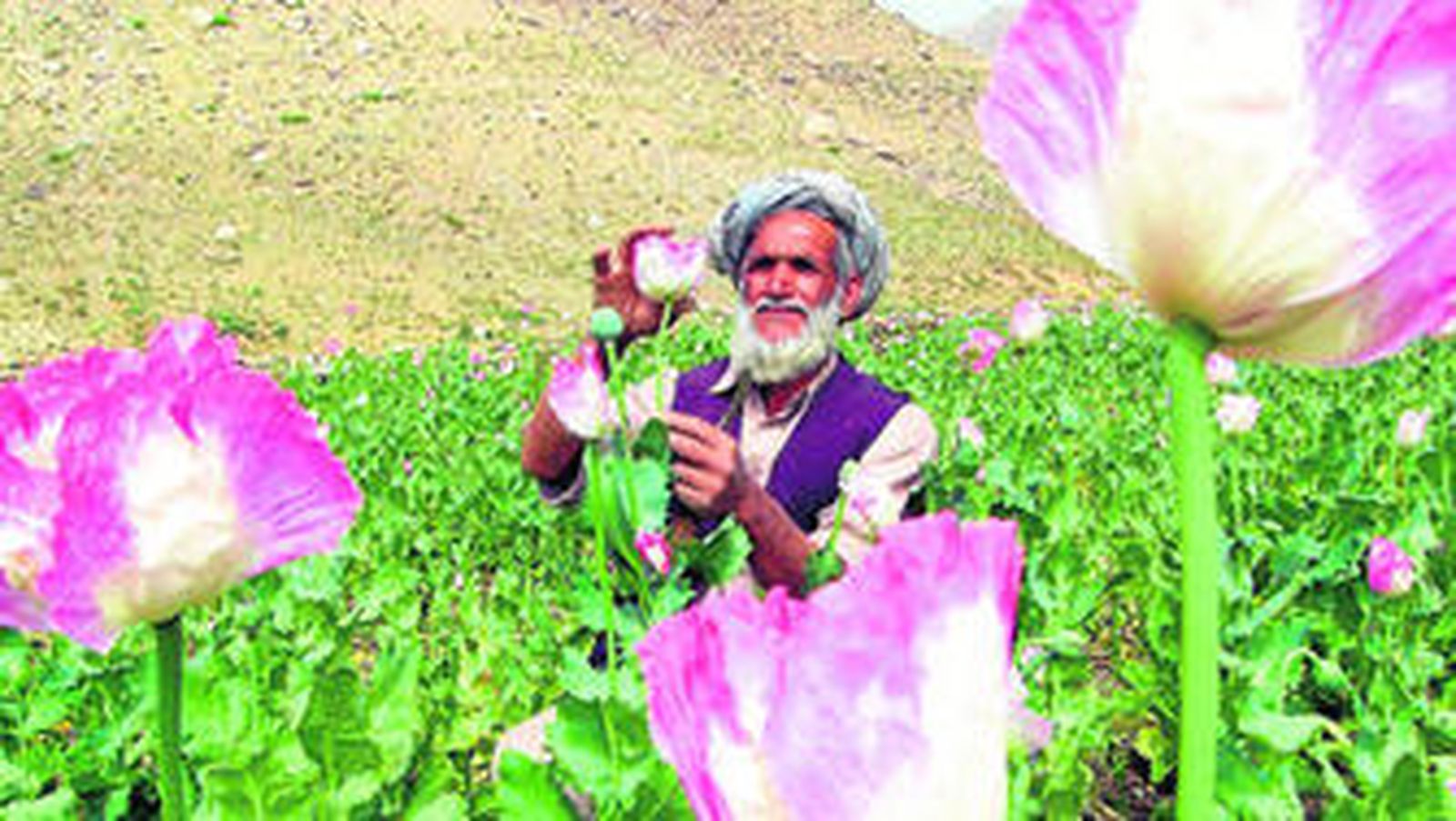Un afgano pasea por un campo de amapolas, de donde se saca el opio, a las afueras de Kabul.