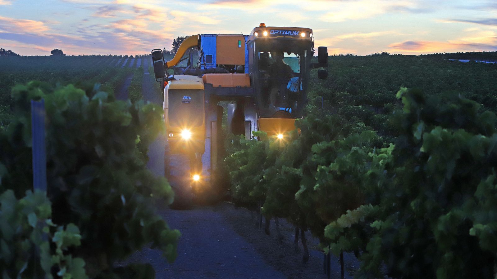 Comienza la vendimia nocturna en la Viña Montegilillo de Lustau