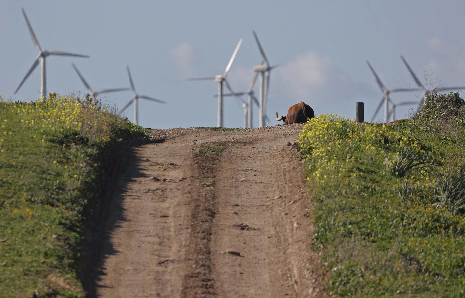 Álvaro Núñez Benjumea debuta este 2025 en Pamplona como gran sorpresa ganadera de los sanfermines, en imágenes
